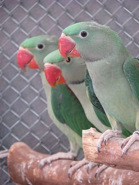 Alexandr velký - Nepálský